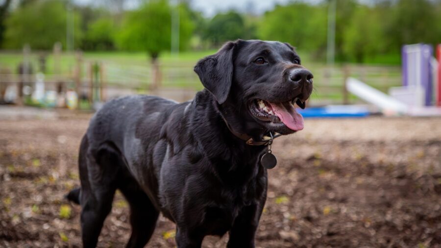 11 Pros and Cons to Owning a Labrador Retriever