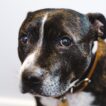 Anxious Dog Looking at Camera With Fear