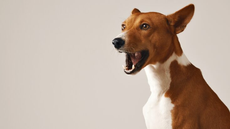 Brown and White Dog With Mouth Open Talking