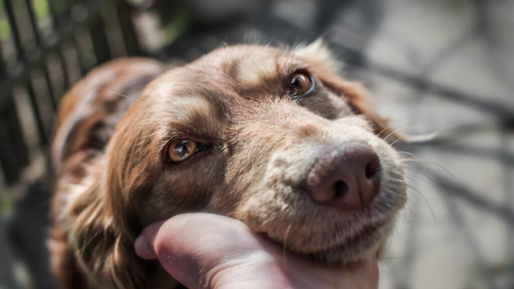 Picture of 11 Tips For Treating Separation Anxiety in Dogs
