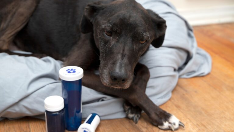 11 Tips For Treating Separation Anxiety in Dogs - Melatonin For Small Dogs With Separation Anxiety