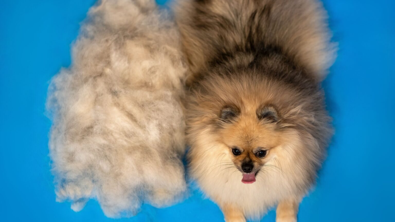 Snapshot of Pomeranian Shedding Aid For Short Hair