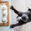 Dog Looking up at Camera With Bread Dough on Counter. The dough is not yet cooked.