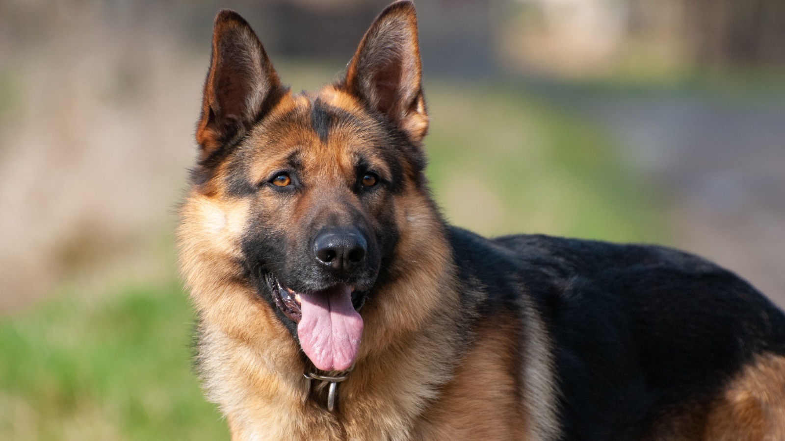 German Shepherd Outdoors With Black and Tan Coat