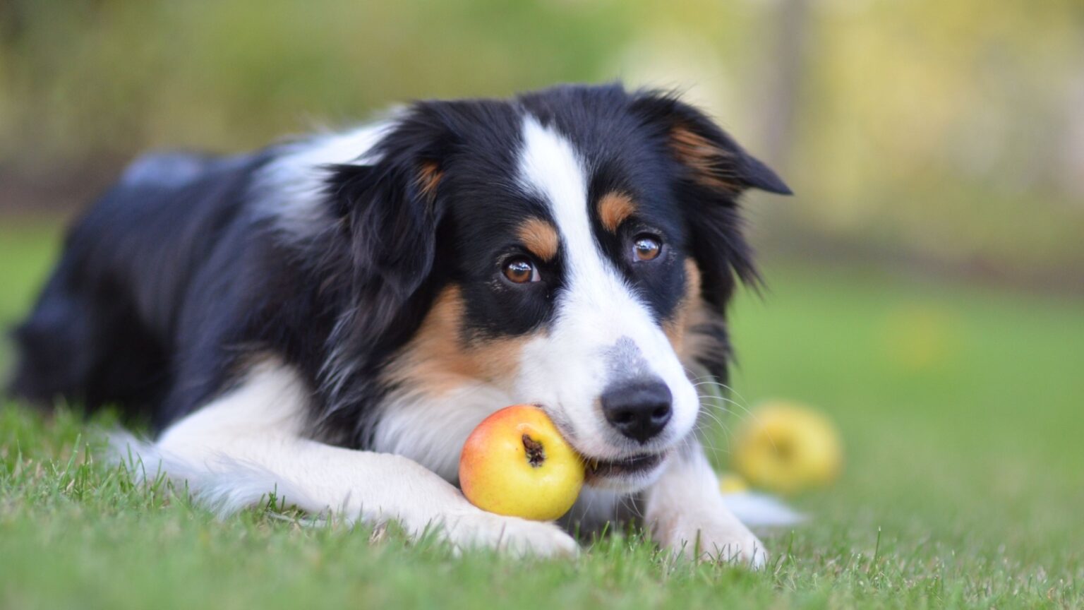 15 Fruits That Are Safe For Most Dogs