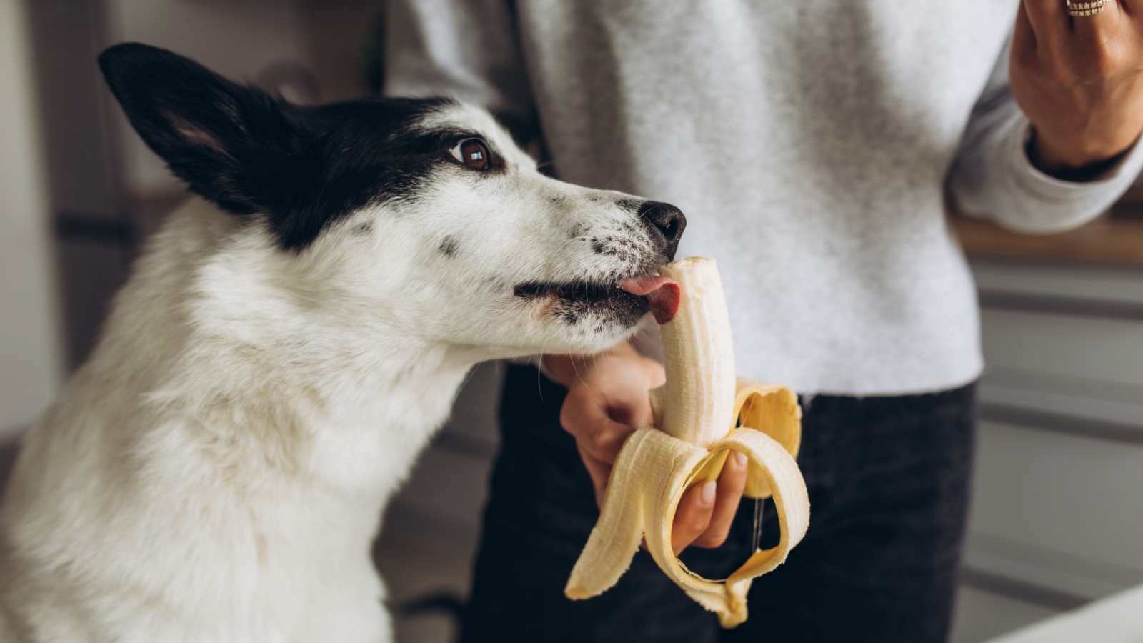 A black and white colored dog eating a banana from its owner's hand. The owner is wearing a sweater.