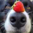 Dog With Strawberry on Nose Safe Fruit to Eat