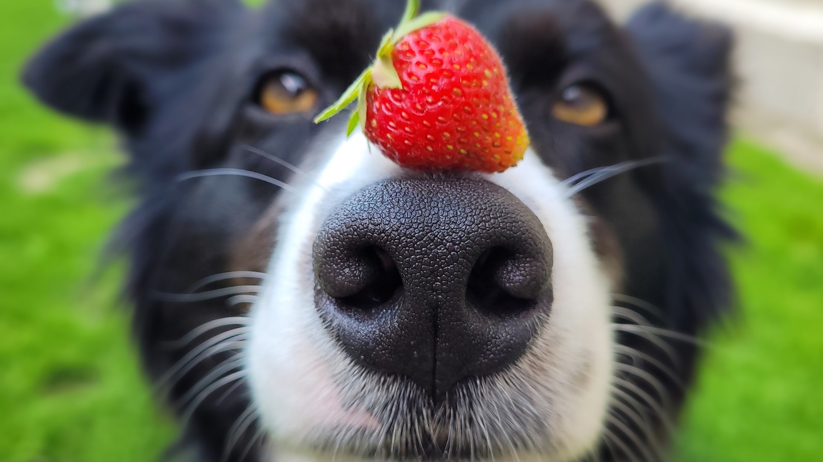Dog With Strawberry on Nose Safe Fruit to Eat
