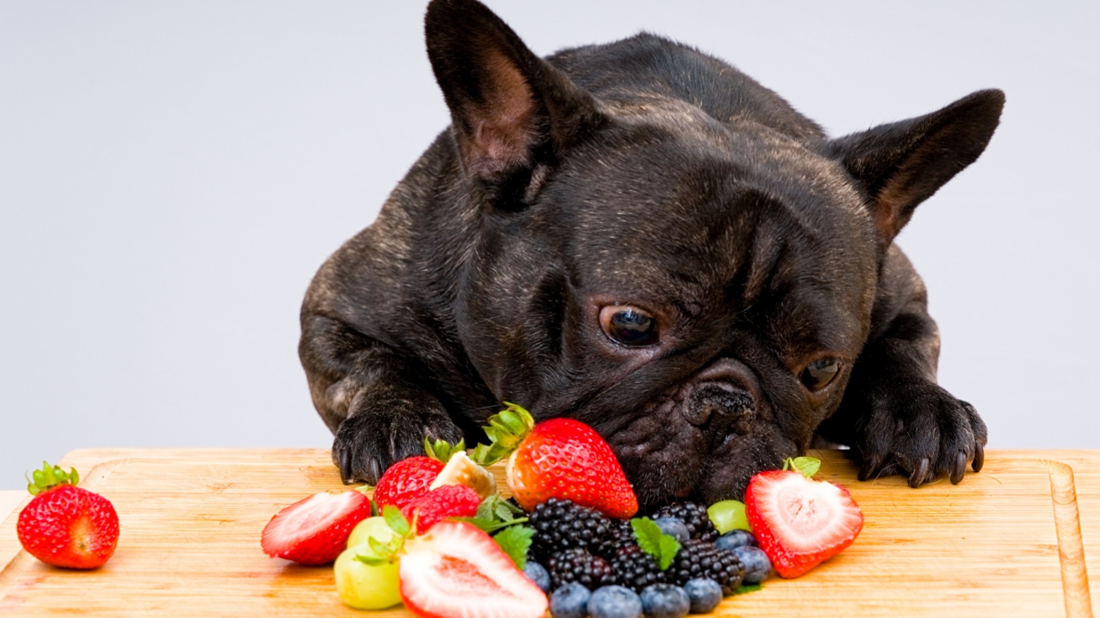 Small brindle coated French Bulldog eating mixed berries off a cutting board.