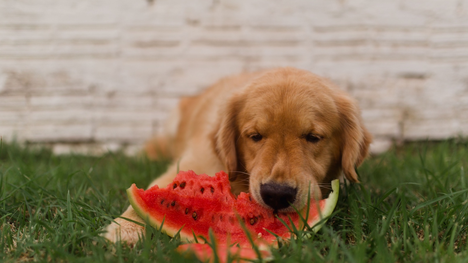 A young golden retriever dog laying in the green grass eating a red watermelon. There is a beige brick wall behind the dog in the background.