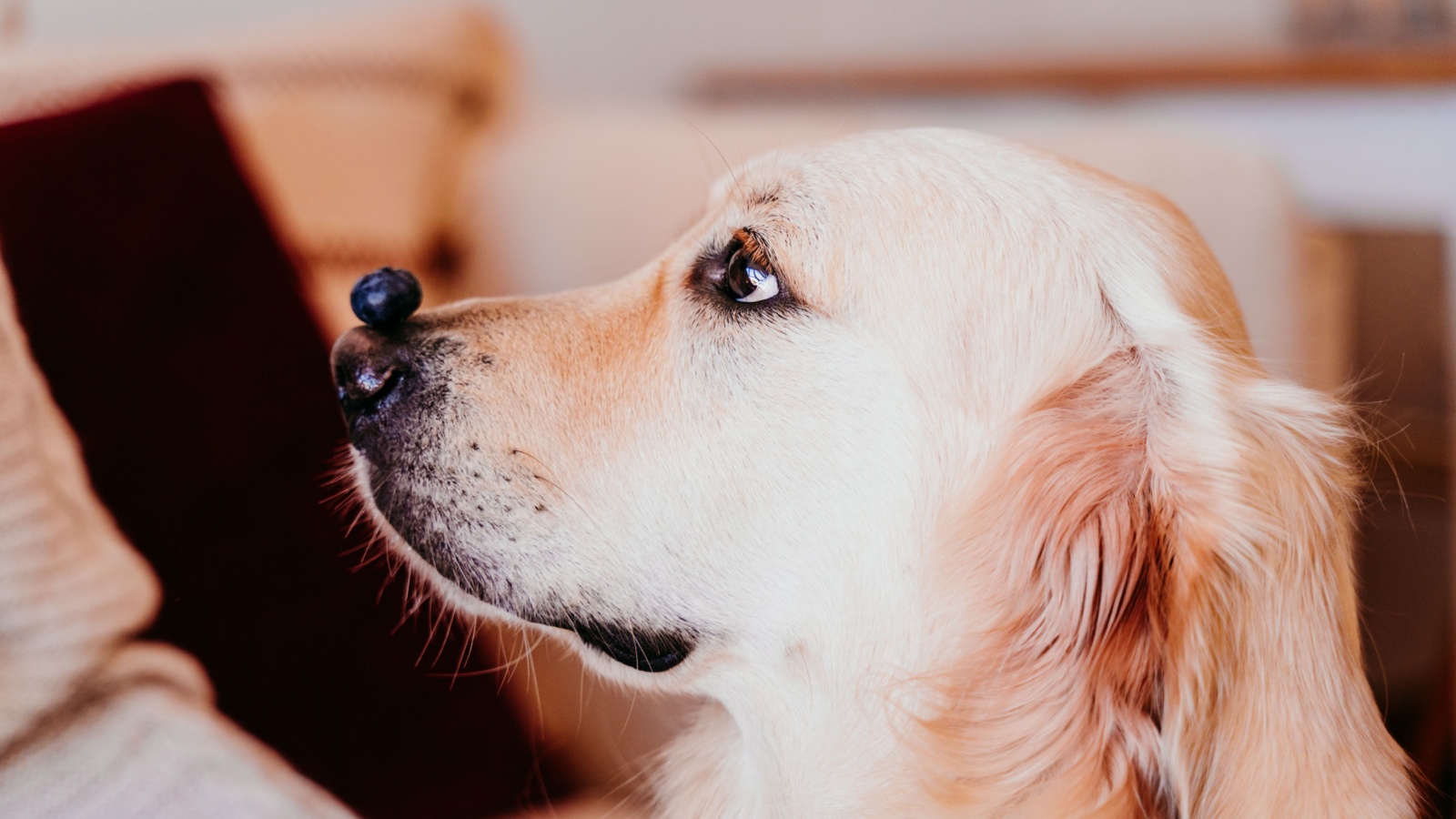 Older Golden Retriever balancing a blueberry on its nose waiting for the owner to give it a command to eat the fruit.