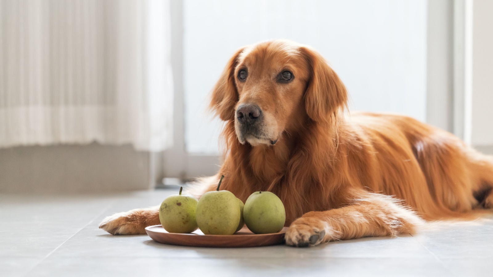 Old Golden retriever dog sitting in front of a wooden plate that has four ripe green pears. The dog is waiting for the command to eat the pears from its owner.