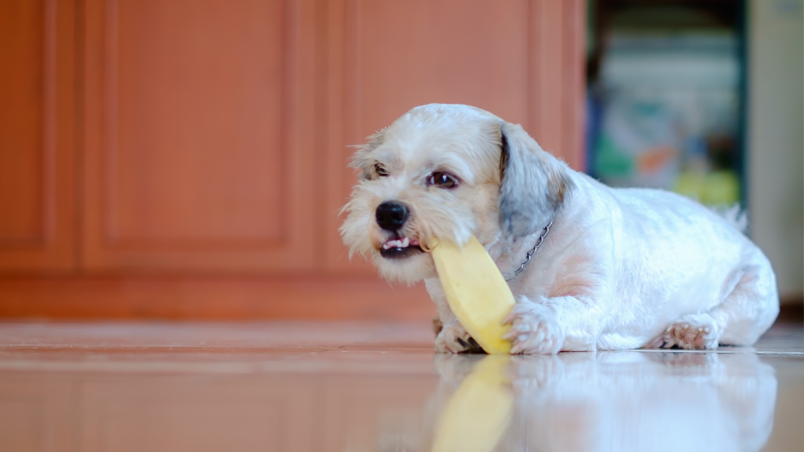 Small white dog eating a piece of mango off the floor.