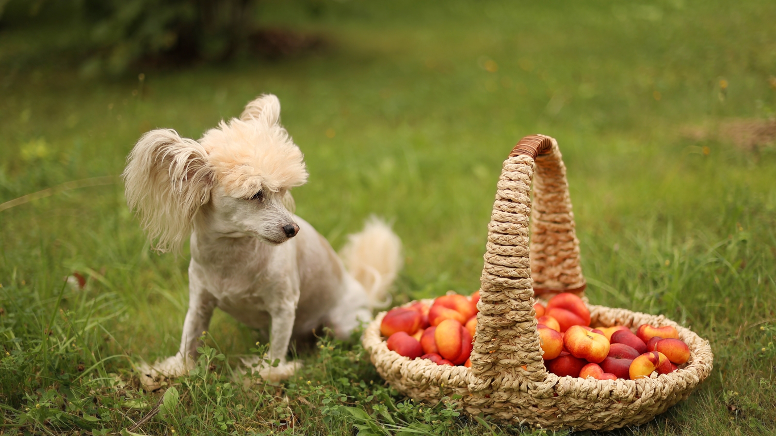 Small white dog with short hair looking at a basket of orange colored nectarines.