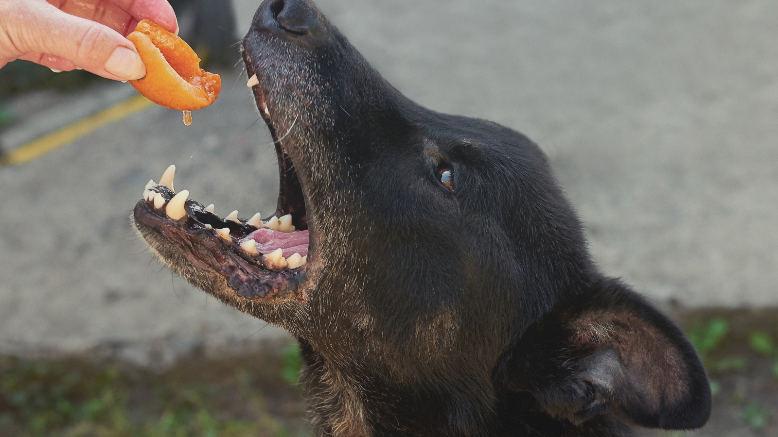 Dog eating peach from person feeding the dog outdoors in the grass.