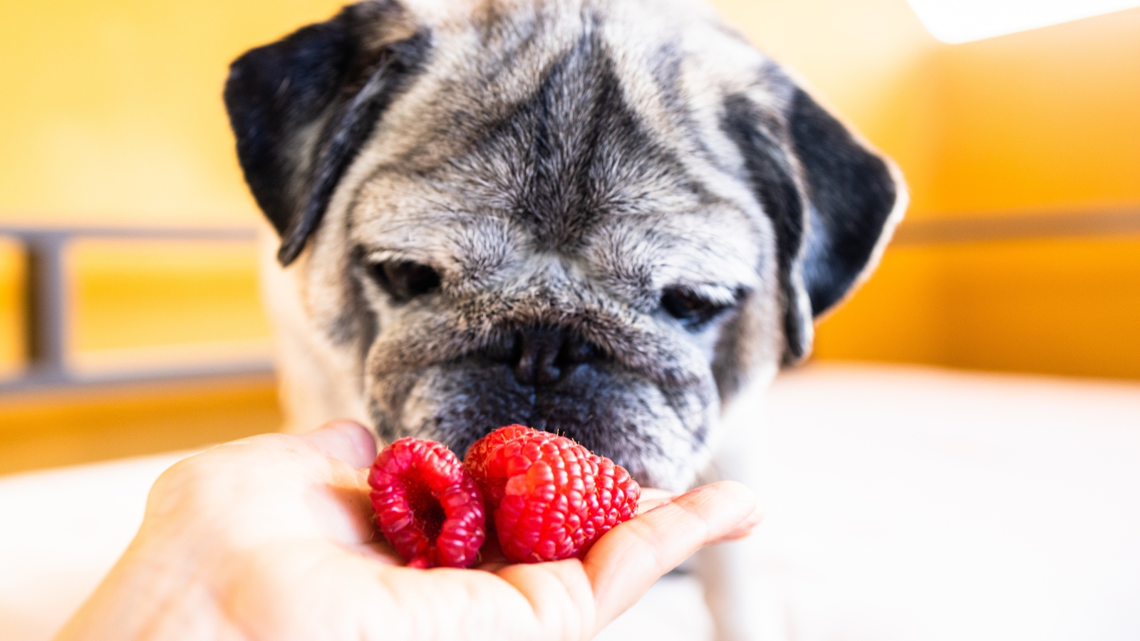 An old pug dog with graying hair eating raspberries out of the hand of its owner.