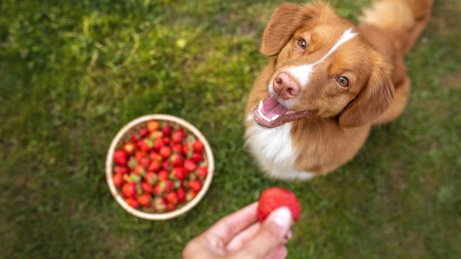 Toller retriever eating strawberry from owner's hands in the middle of a field.