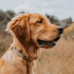 Golden Retriever Looking Like it Wants to Walk in Park