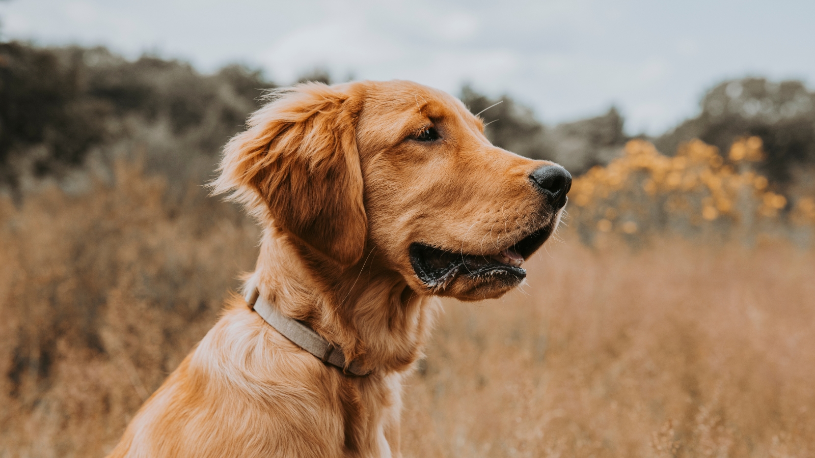 Golden Retriever Looking Like it Wants to Walk in Park