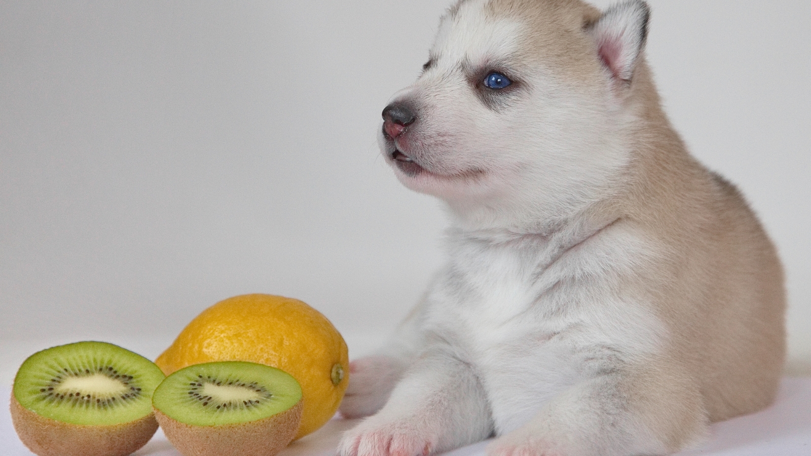 Siberian husky puppy sitting next to kiwi on table