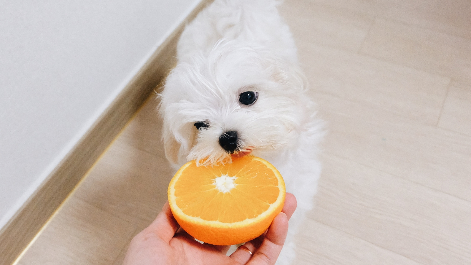 Small white dog eating orange from human hand.