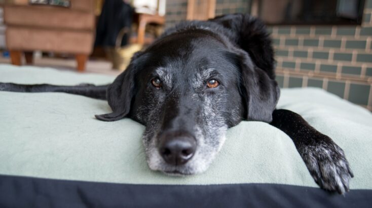 Old black dog laying in bed has gray muzzle