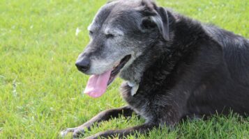 Older dog panting outdoors laying in grass
