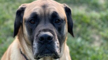 Senior dog looking at camera after getting fed joint support