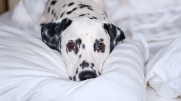 Dalmatian Laying in Bed Looking at Camera on Comforter
