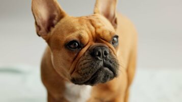 Ask a Vet: Are Purebreds More Prone to Disease?