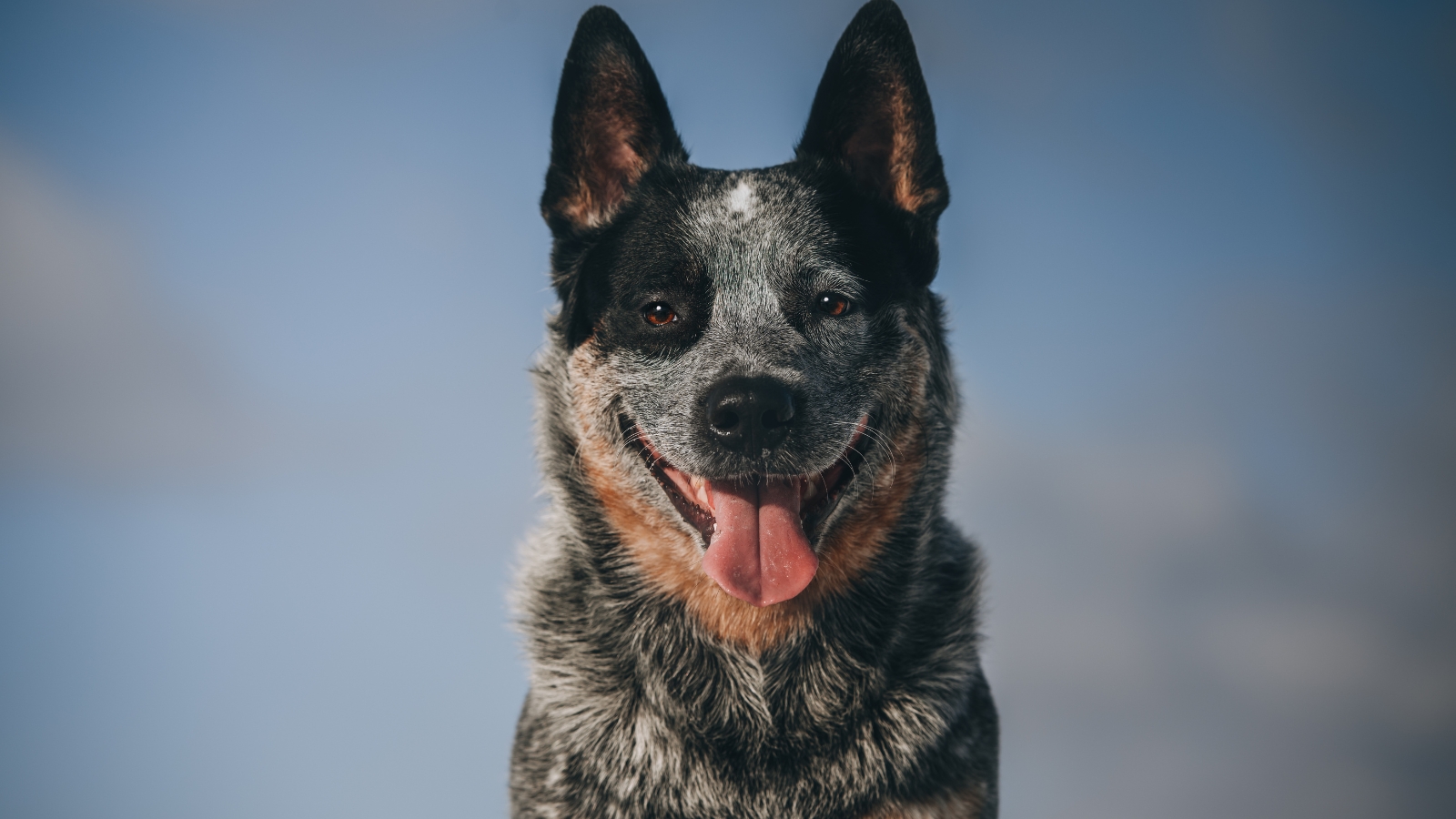Smiling Australian Cattle Dog with its tongue out stands against a clear blue sky.