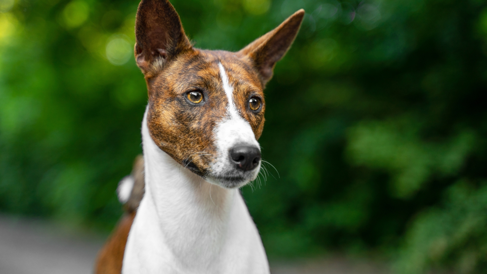 Red Basenji dog stands attentively in a summer forest, surrounded by tall trees and dappled sunlight.