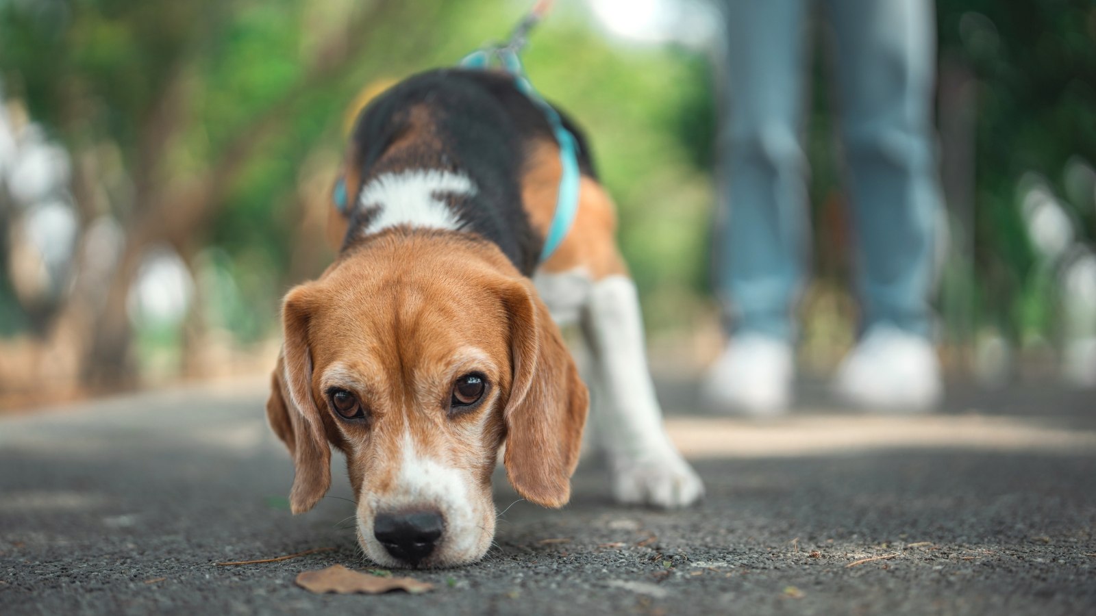 Beagle on a blue leash sniffs brown autumn leaves on a paved path next to a person.