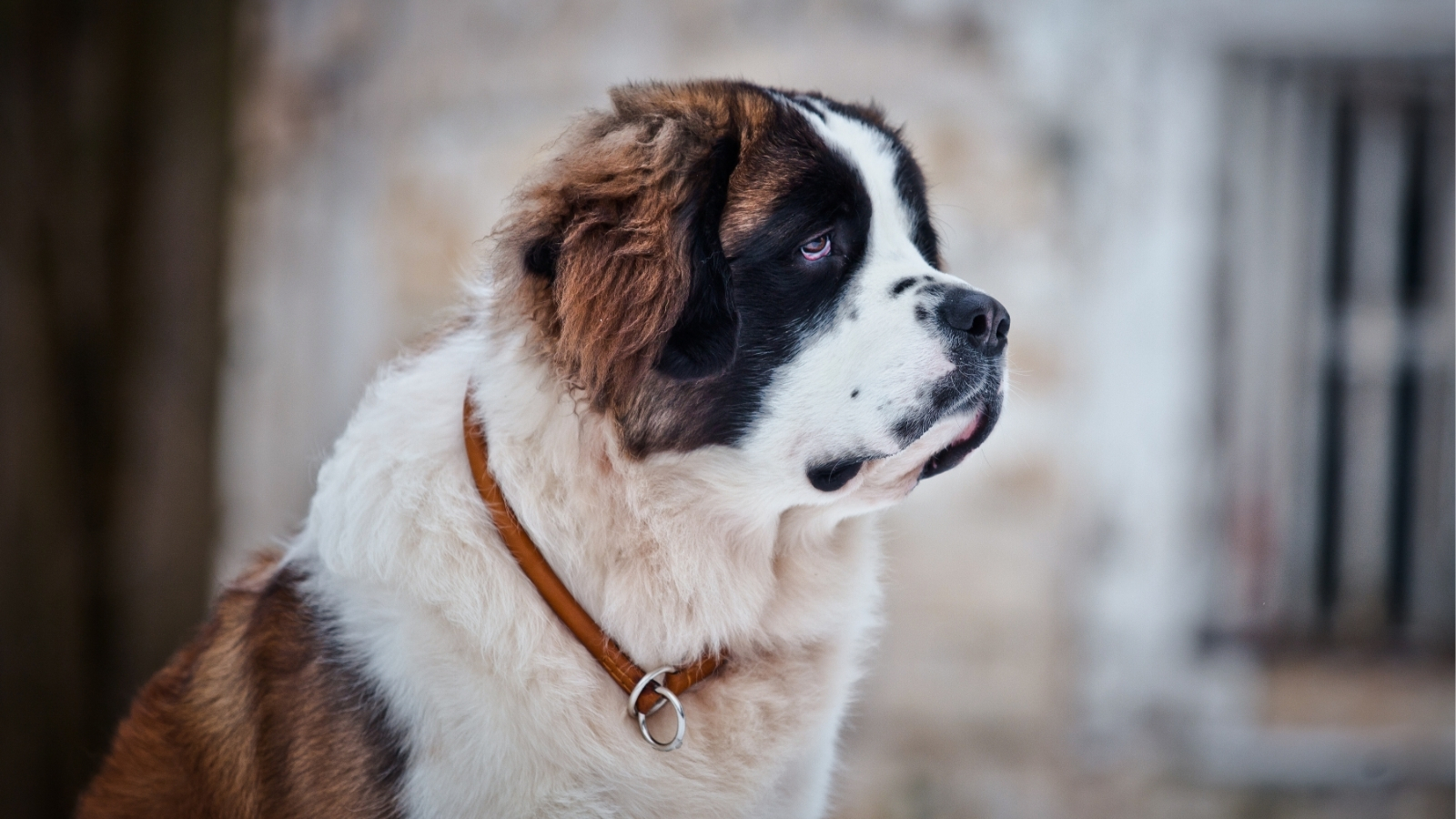 Beautiful Saint Bernard Sitting Outdoors