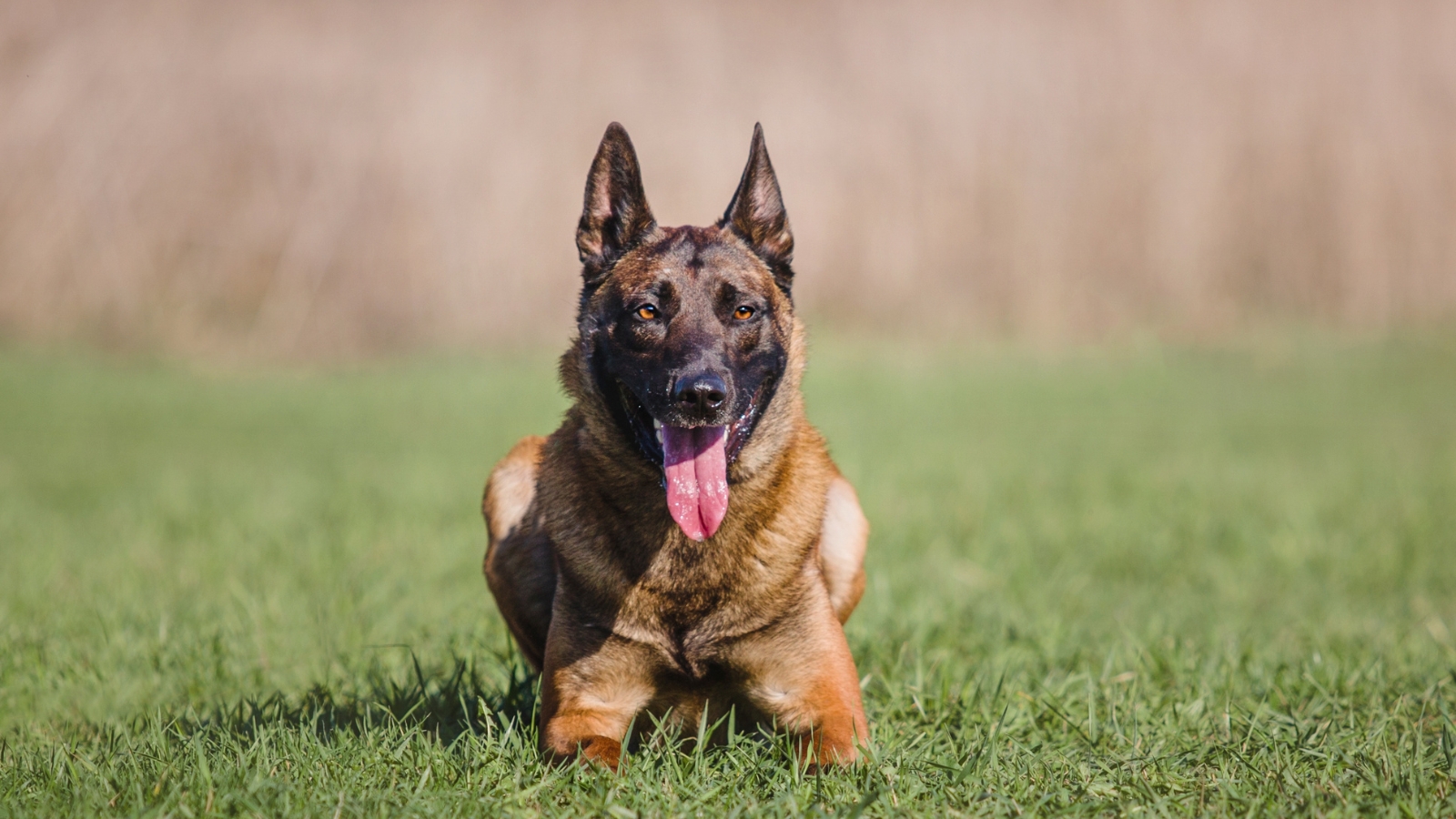 Belgian Malinois sits on a lush green park lawn looking toward the camera.