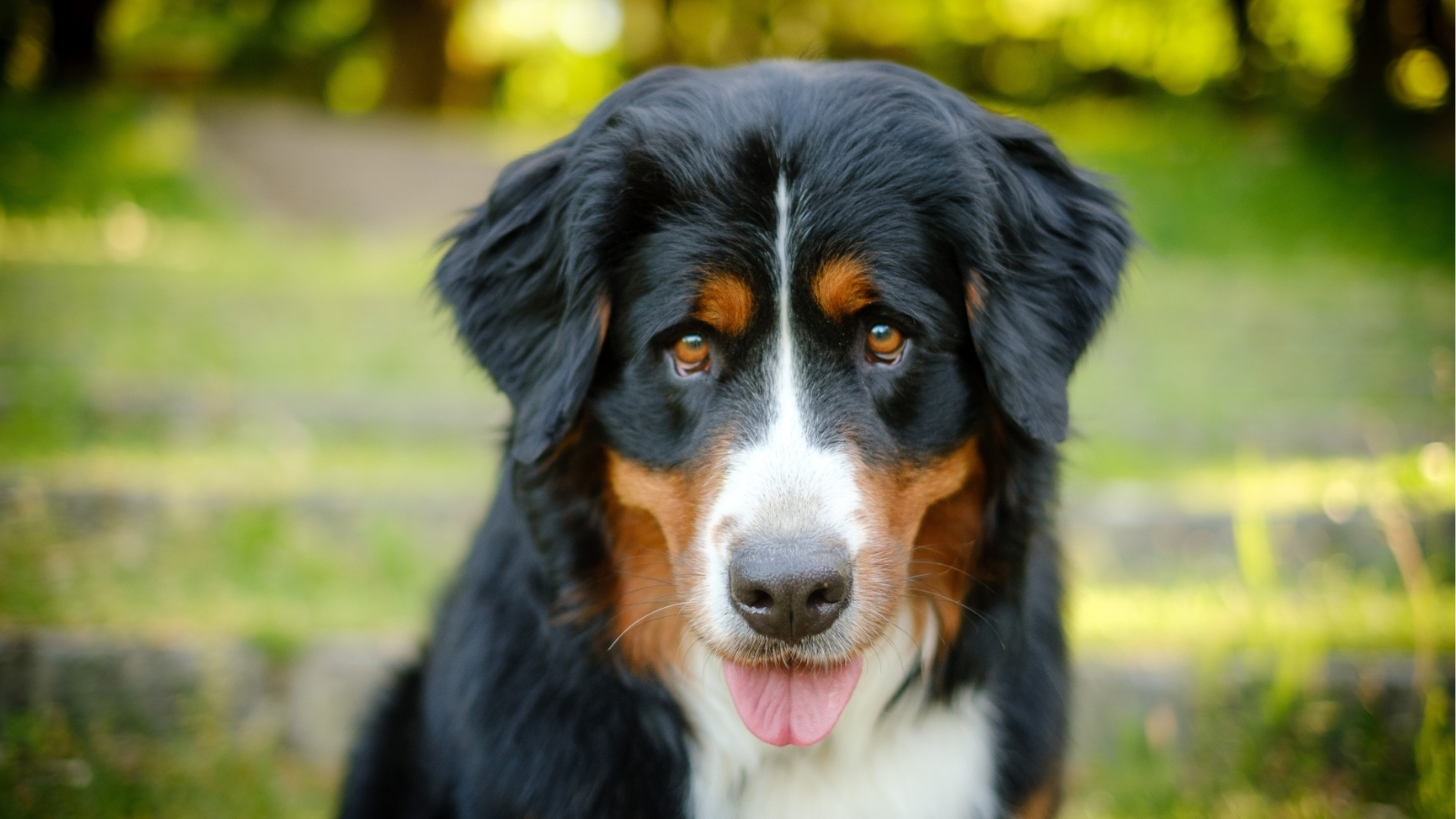 Bernese Mountain Dog in Forest