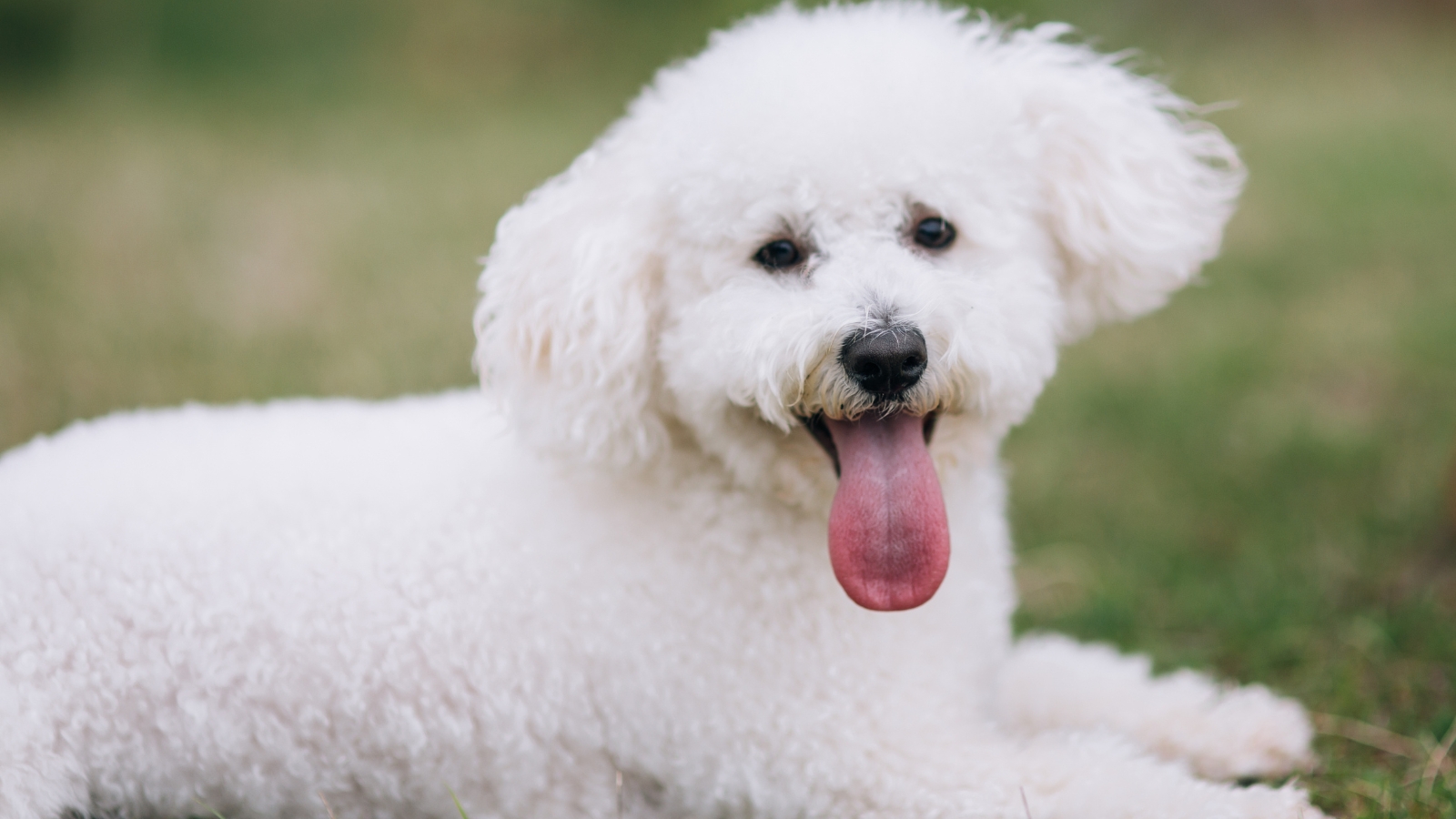 Fluffy white Bichon Frise with curly fur rests on vibrant green grass.