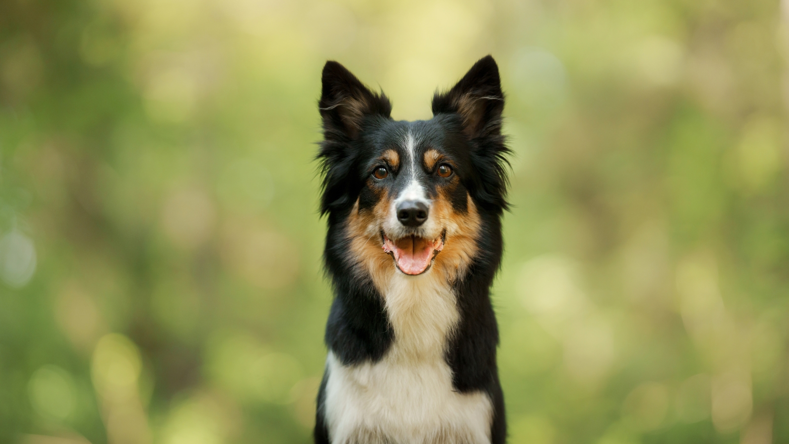 Close-up of a black and white Border Collie looking forward against a blurred green background.