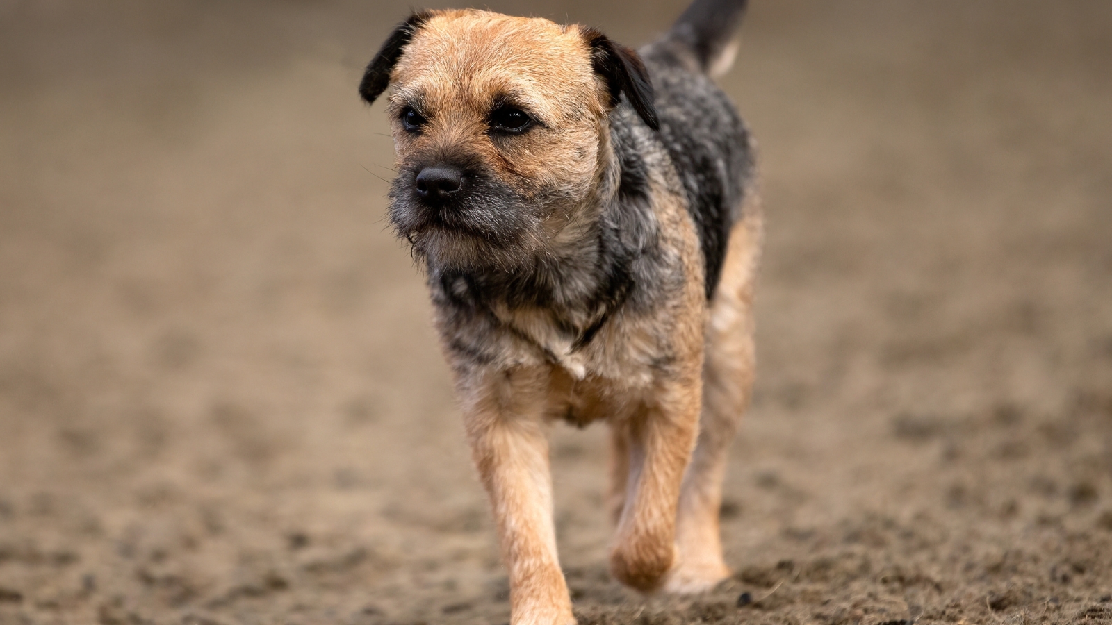 A grizzled brown Border Terrier walks along a paved pathway over dry, brown ground.
