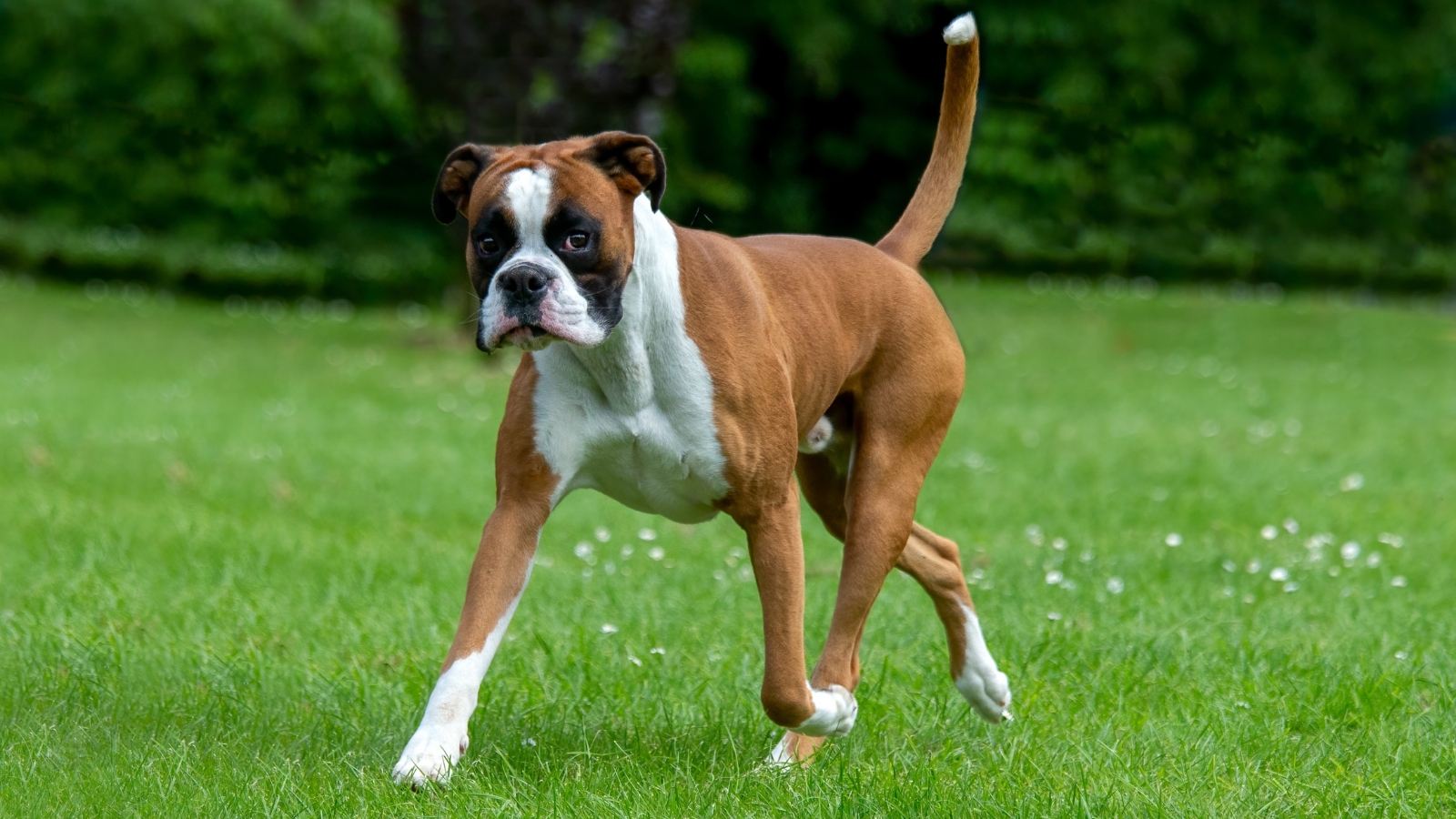 Fawn Boxer dog with white chest markings and cropped ears walks across a vibrant green lawn.