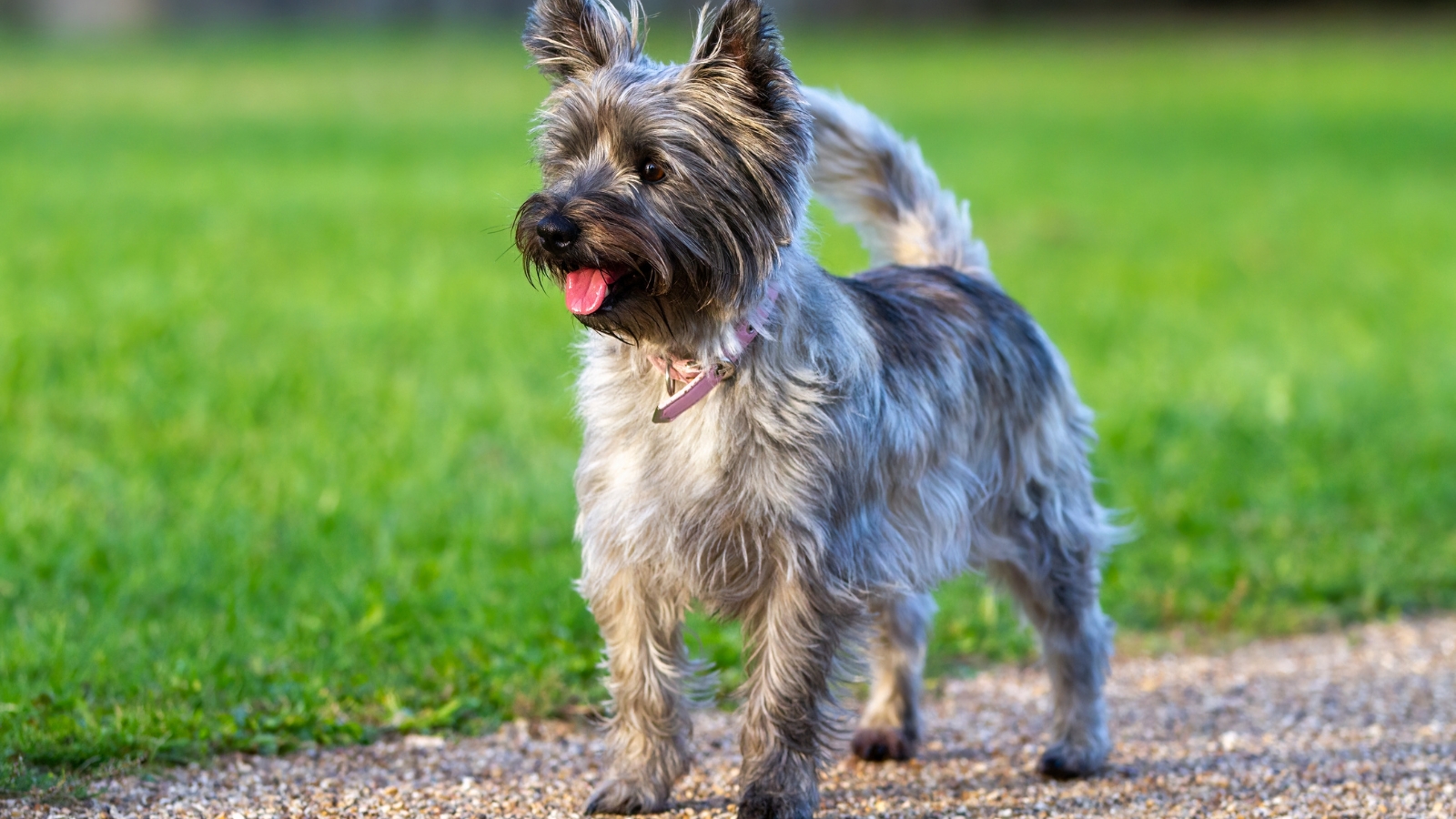 Shaggy grey and wheaten Cairn Terrier stands on a lawn of bright green grass outdoors.