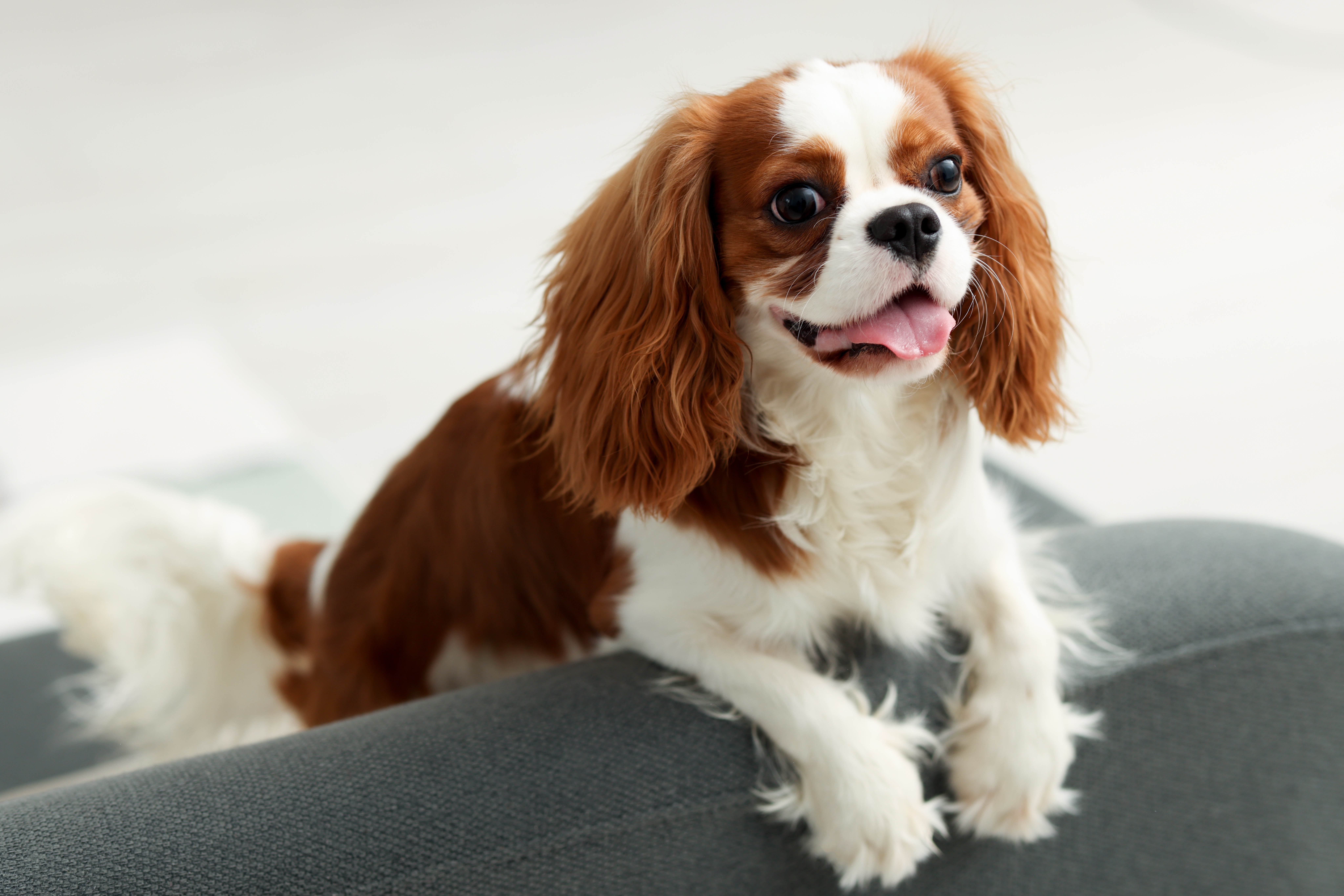 Blenheim Cavalier King Charles Spaniel with long wavy ears lies on a gray fabric sofa.