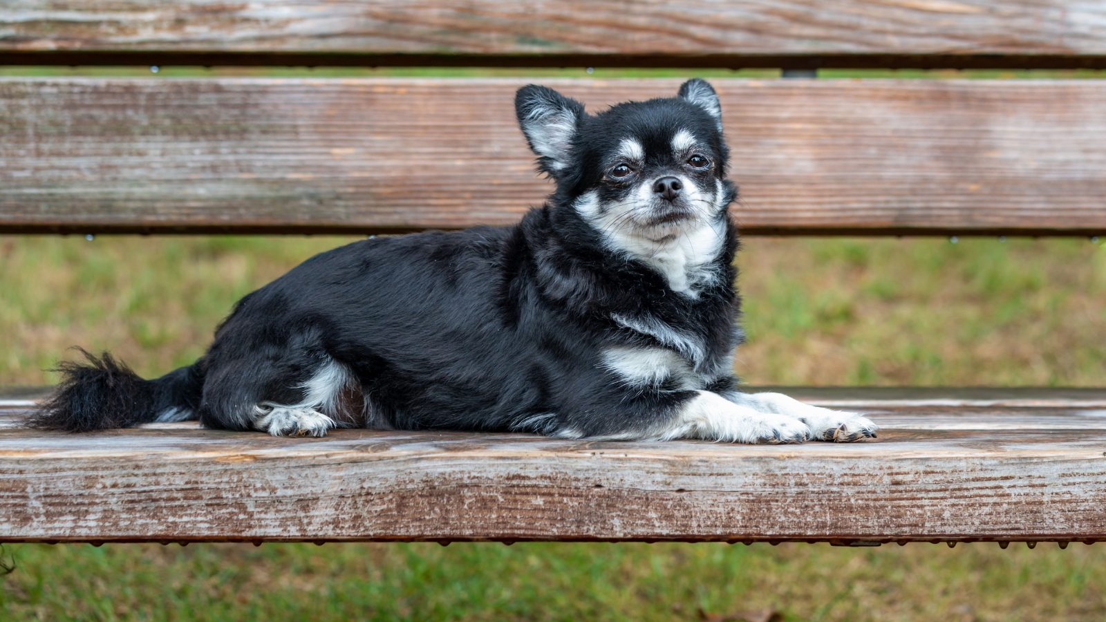 Black Chihuahua with white markings lies on a rustic wooden park bench.