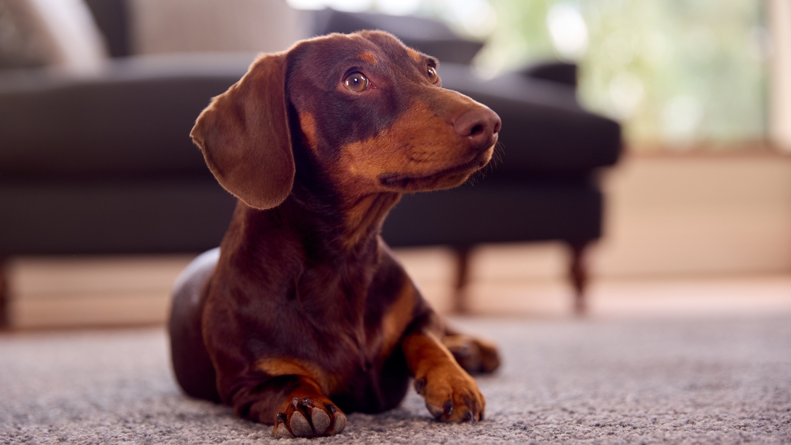 Brown shorthaired Dachshund lies on a beige patterned carpet in a bright living room.