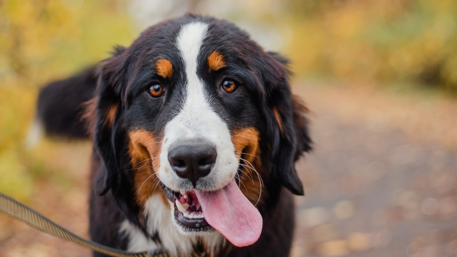 Dog Needing Supplement For Hip & Joint Health