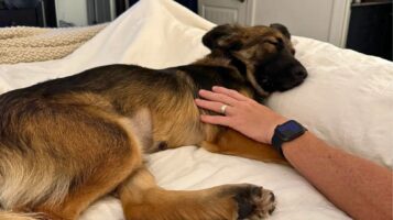 Dog Sleeping on Owner at Bed Time