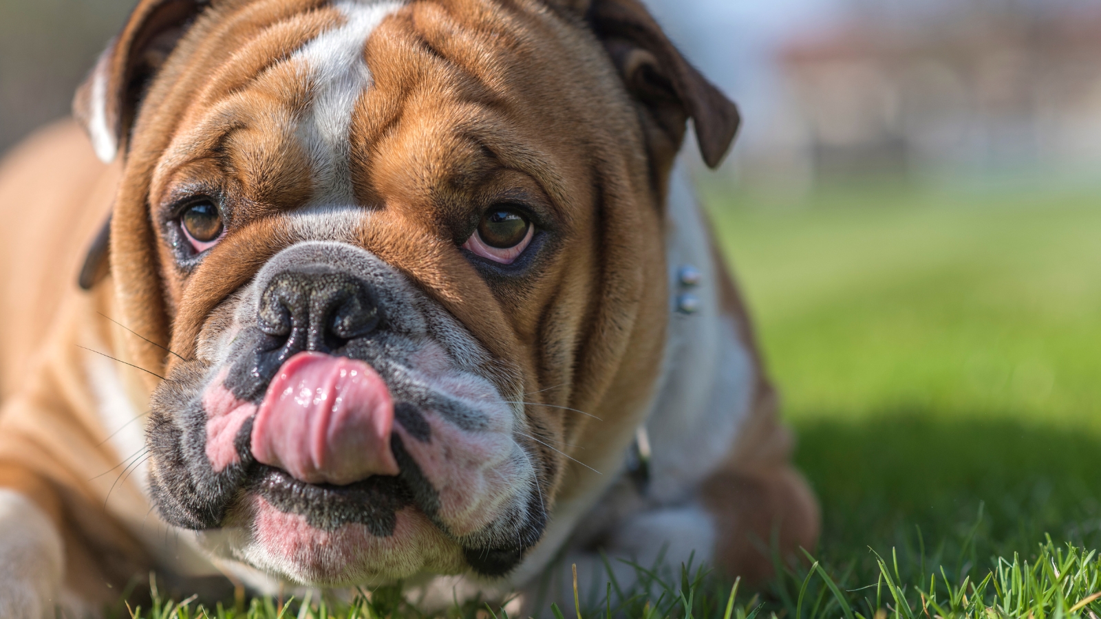 Wrinkled white and tan English bulldog sits on green grass with its tongue slightly out.