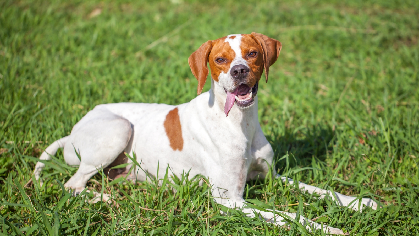 White and liver English Pointer lies on green grass with its tongue hanging out.