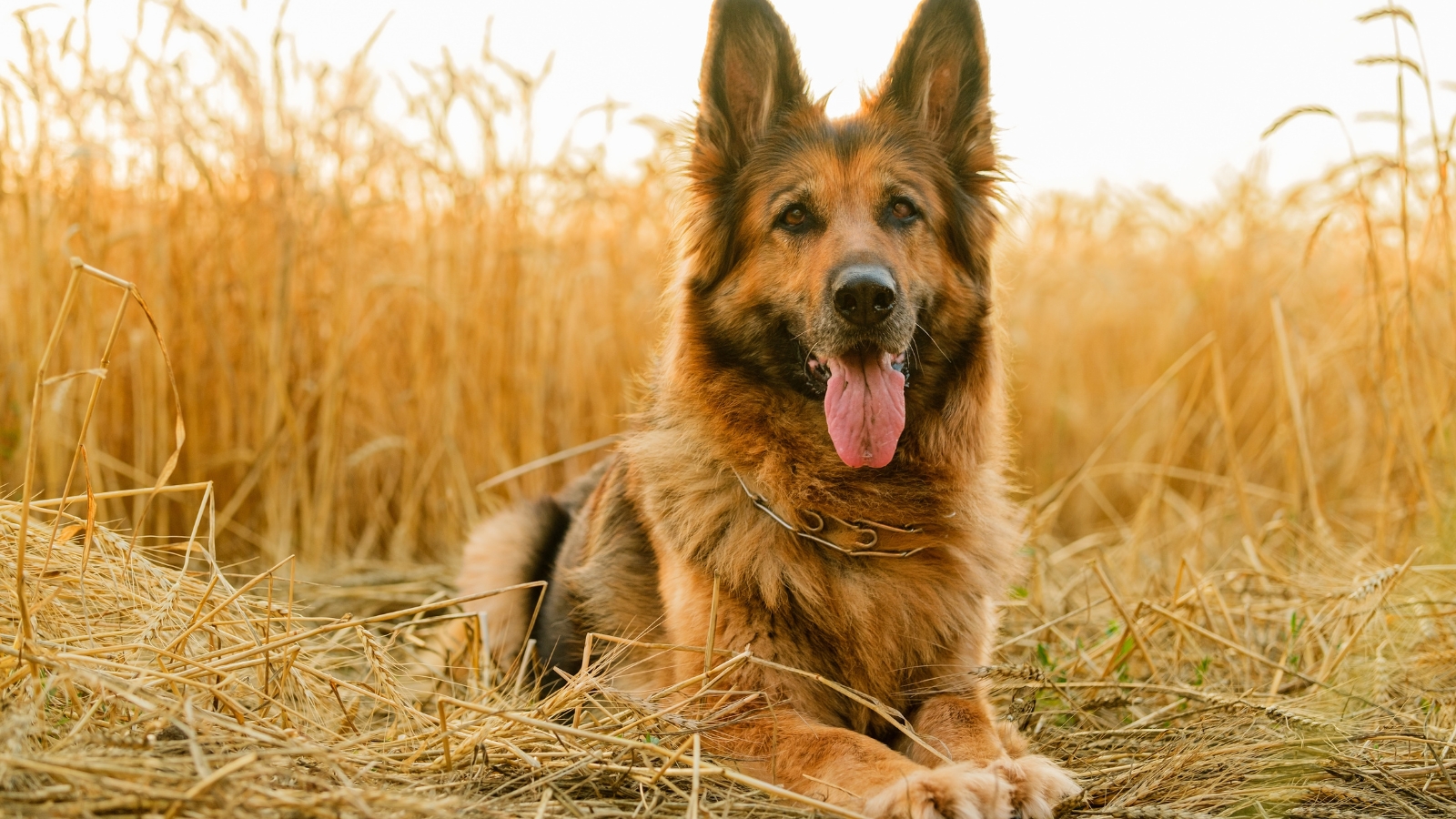 Black and tan German Shepherd lies resting in tall, dry yellow grass outdoors.