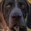 Close-up of a German Shorthaired Pointer's face showing liver-colored spots and floppy ears.